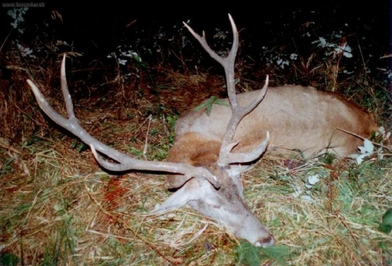 JELEŇ Z KREMNICKÝCH VRCHOV 165b.