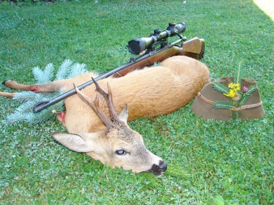 Srnec z Kremnických vrchov