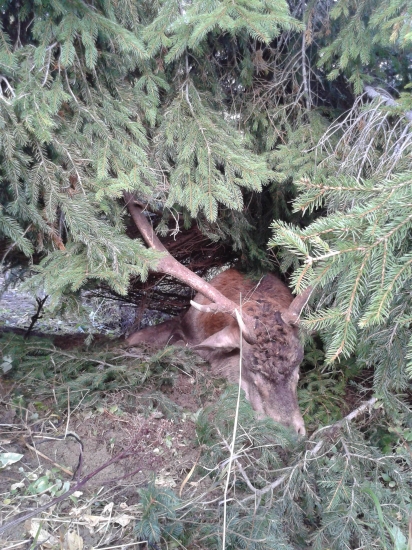 Kráľ Rakytova zhasína