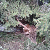 Kráľ Rakytova zhasína