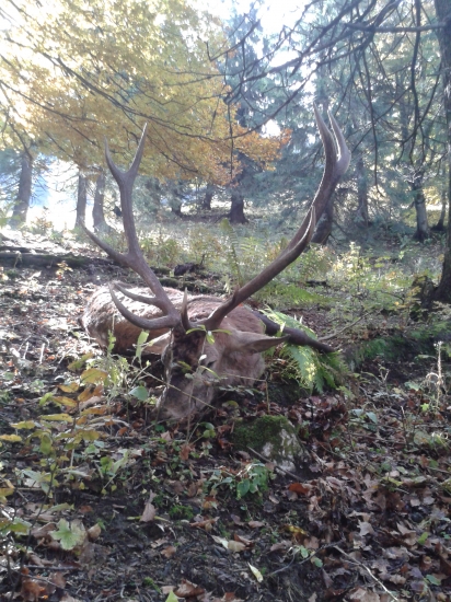 Pán lesa sa lúči.