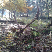 Pán lesa sa lúči.