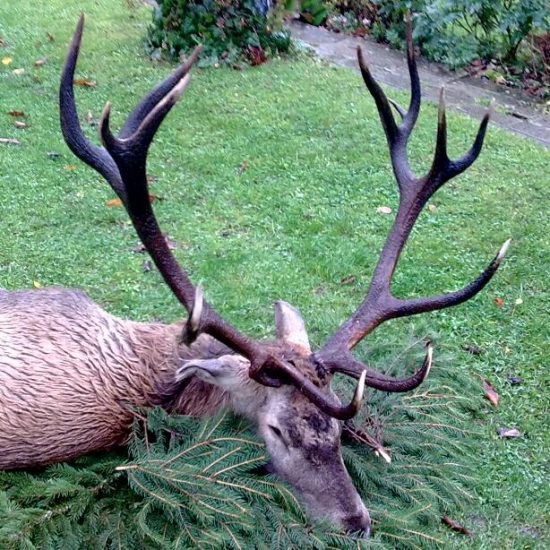 Jeleň 2013 -Kremnické Vrchy