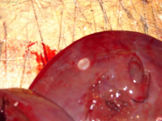 CISTYCKÉ ZÁRODKY PÁSOVNICE,V TELE SRNCA!!!