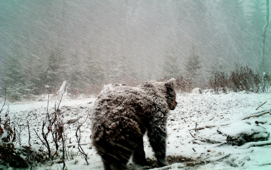 Brrrr....to je zima.