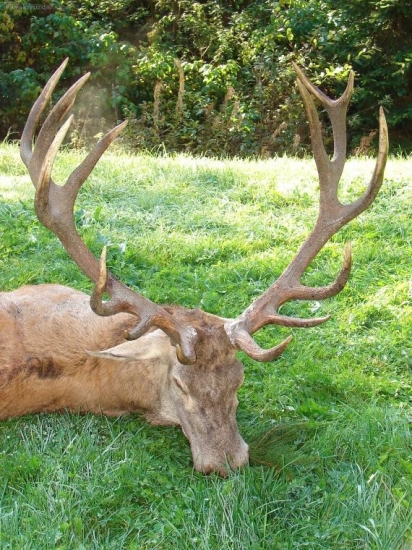 Navábený zlatý...