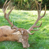 Navábený zlatý...