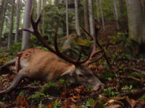 Jeleň 4 vk.t.-185b.