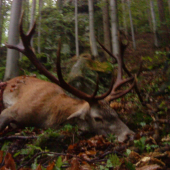 Jeleň 4 vk.t.-185b.