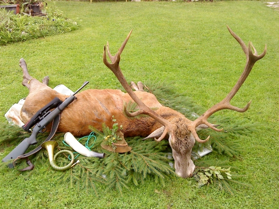 Jeleň 4 vk.t.-185b.