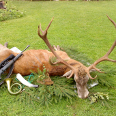 Jeleň 4 vk.t.-185b.