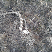 Srnček s jedným parôžkom