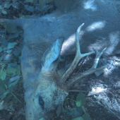 prežral sa komunici