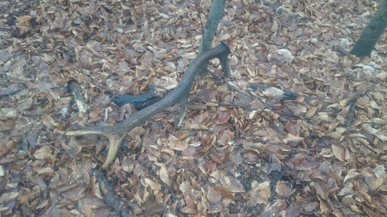 dnešný, starší 10 torák