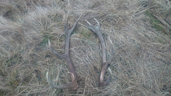 konečne sa aj mne pošťastilo :-)