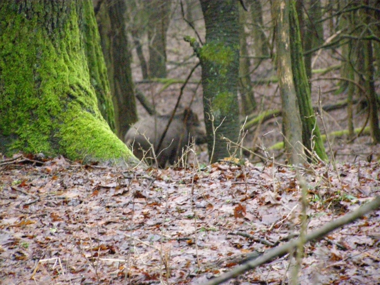 sviňa