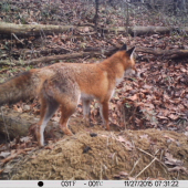 zastávka pri jazvečom brlohu..