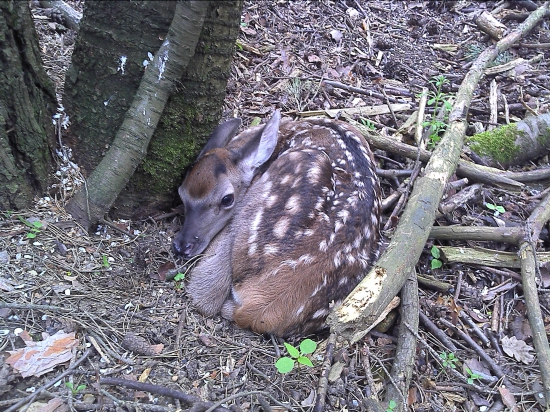 Čerstvé prvomájové