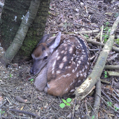 Čerstvé prvomájové