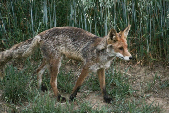 Pri ovsi