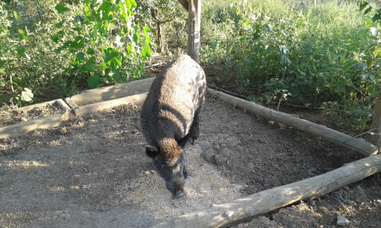 Kanček
