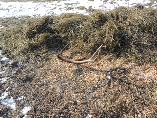 Odmena za prikrmovanie