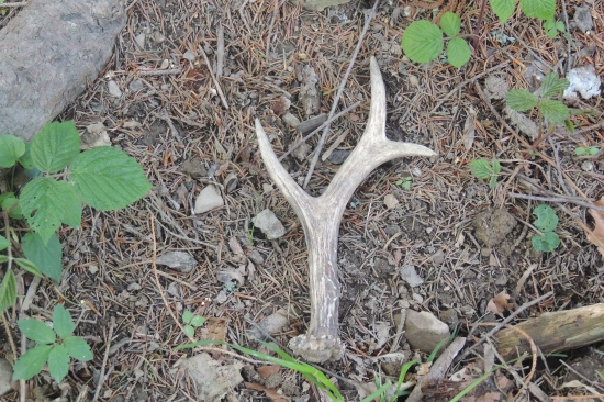 6-toráčik z prechádzky