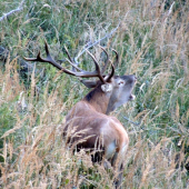 Keď dá kráľ o sebe vedieť ..