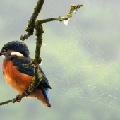 Ledňáček říční