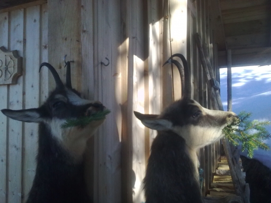 V tomto je kamzik naozaj praktický