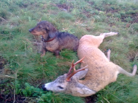 ...der Geisterbock...