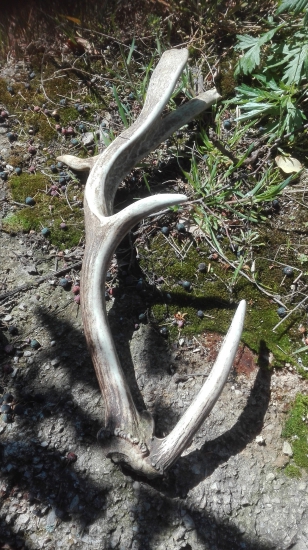 Minulorocny,ale zaujimavy daniel