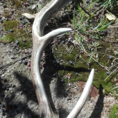 Minulorocny,ale zaujimavy daniel