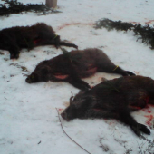 Spoločna polovačka