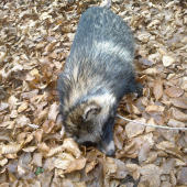 Psík medvedíkovitý