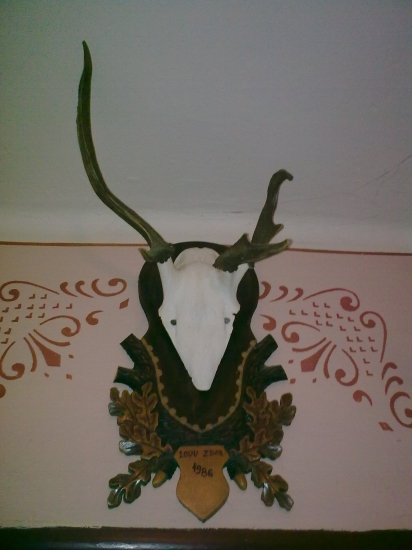 Trofej jeleňa s tromi parohami