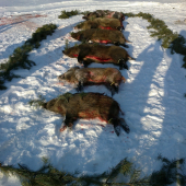 Vydarená spoločná poľovačka na diviaky