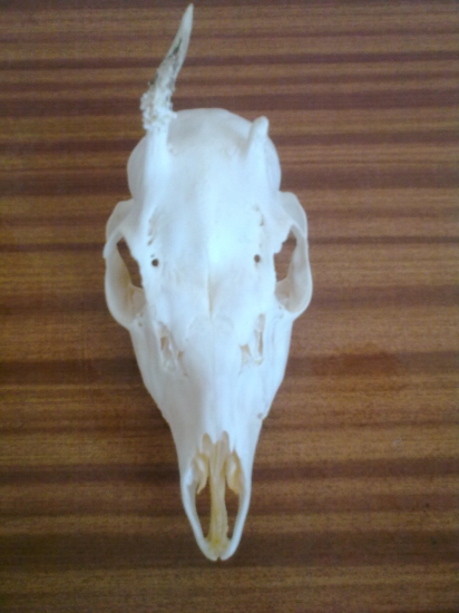 Môj prvý ... jednorožec :D