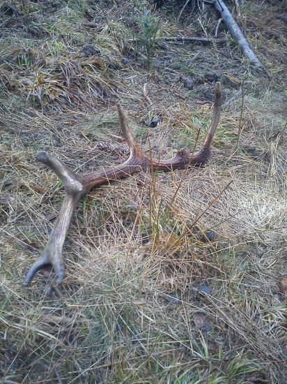 Dnes pri práci v lese-kamarátov