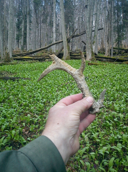 Veterán z  medvedieho  cesnaku