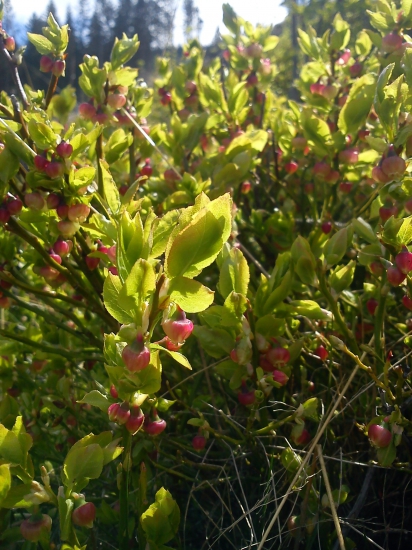 Vaccinium  myrtillus