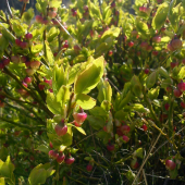 Vaccinium  myrtillus