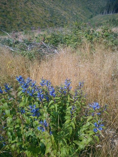 Horec luskáčovitý