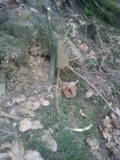 takmer splynul s prostredím...