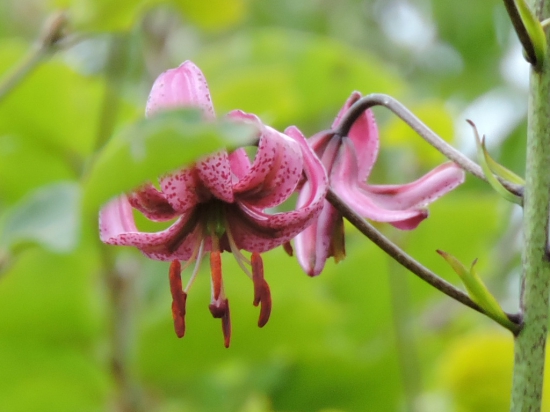 naše skvosty prirody