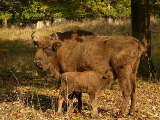 bison slovakia