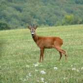 Tento mi behá za ženou