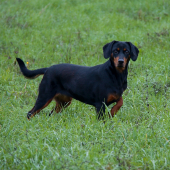 Cida