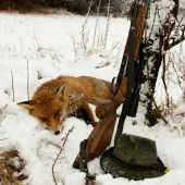 Na decembrovom snehu