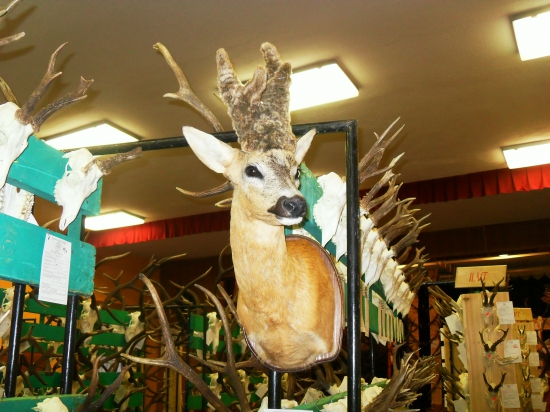 CHOVATELSKA  BETLIAR 2014